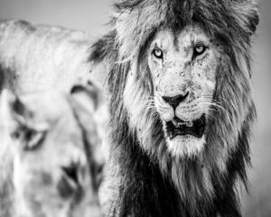 Lions of Serengeti
